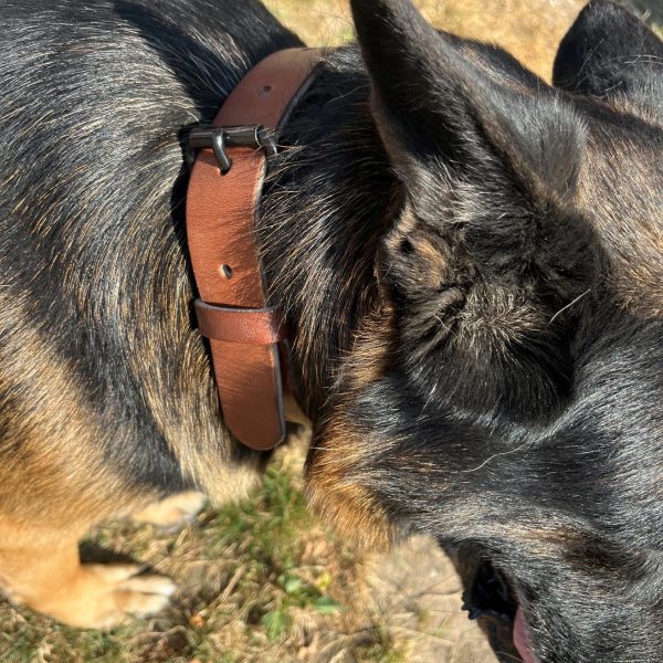 Collier chien Maroquinor